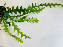 Load image into Gallery viewer, Ric Rac Cactus (Epiphyllum anguliger)
