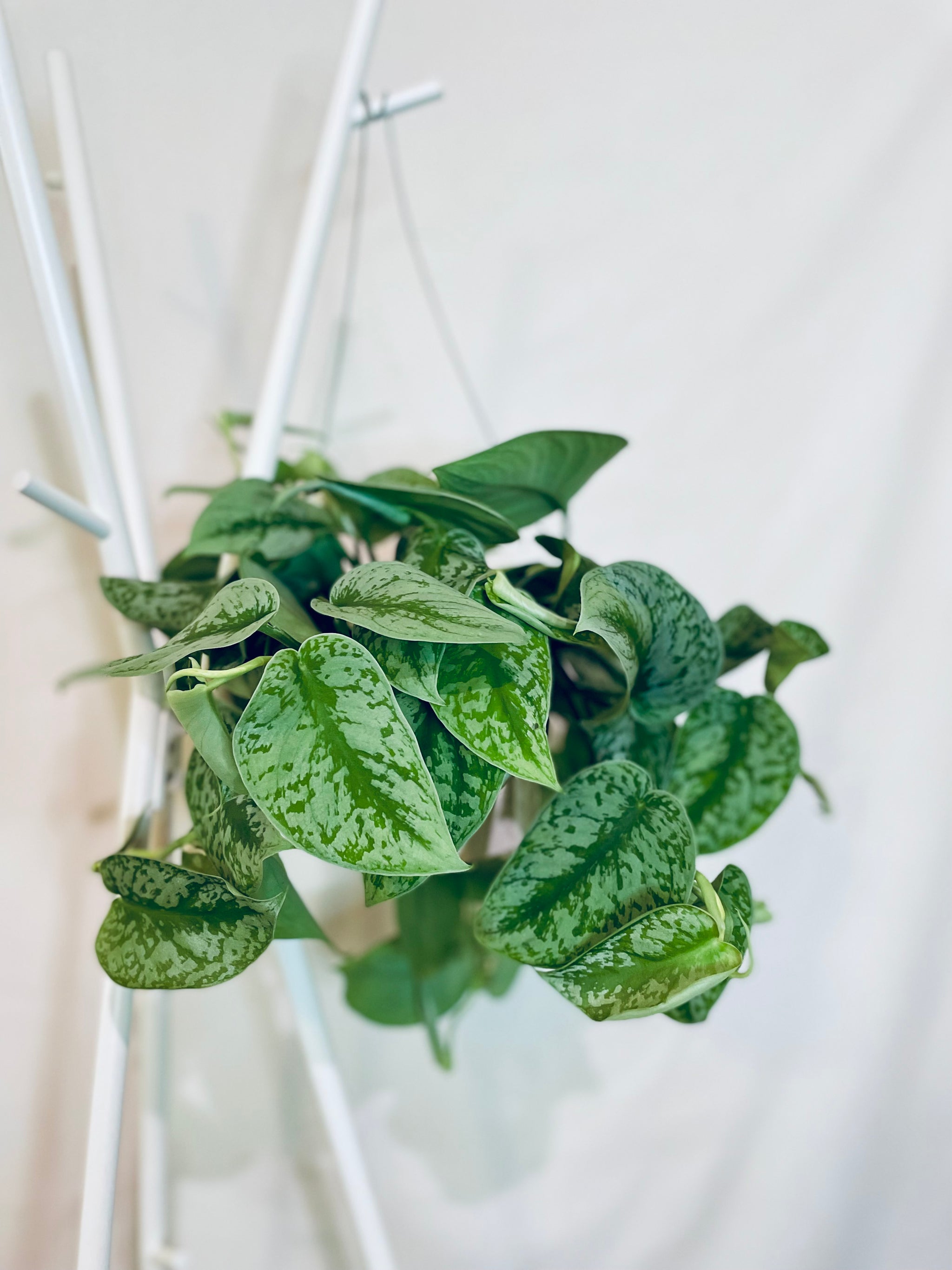 janessa pothos Satin Pothos (Scindapsus Pictus Exotica) – Happy Sunrize