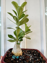 Load image into Gallery viewer, Desert rose (Adenium Obesum)
