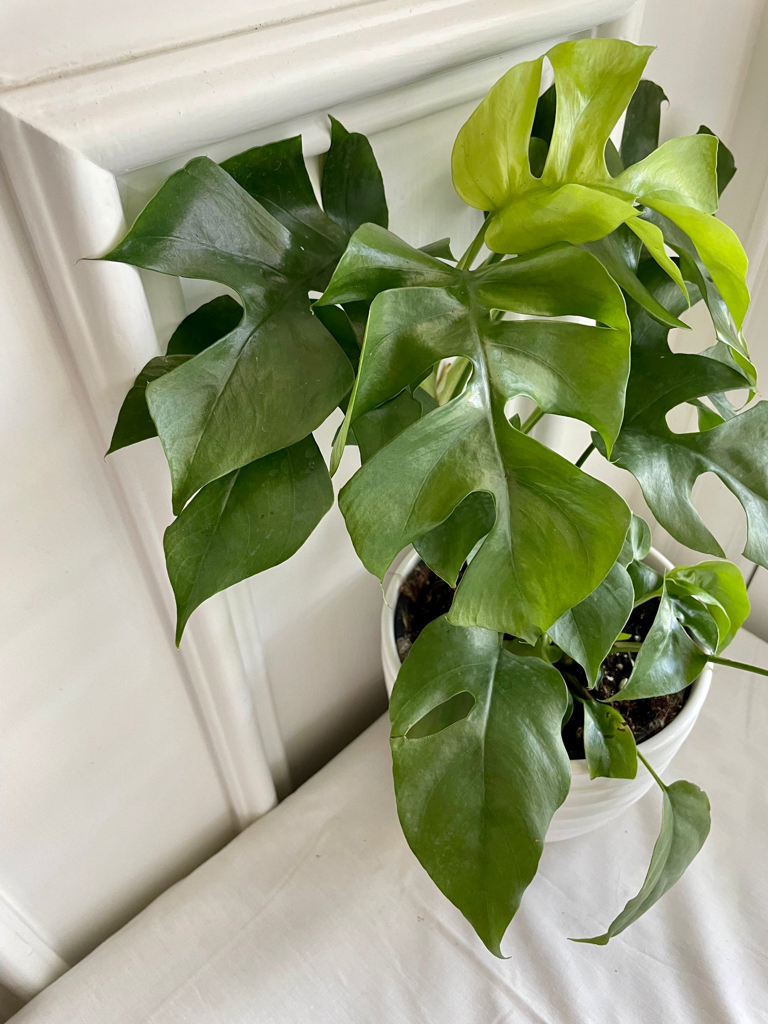 monstera ginny plant Monstera Ginny (Rhaphidophora Tetrasperma) – Happy Sunrize