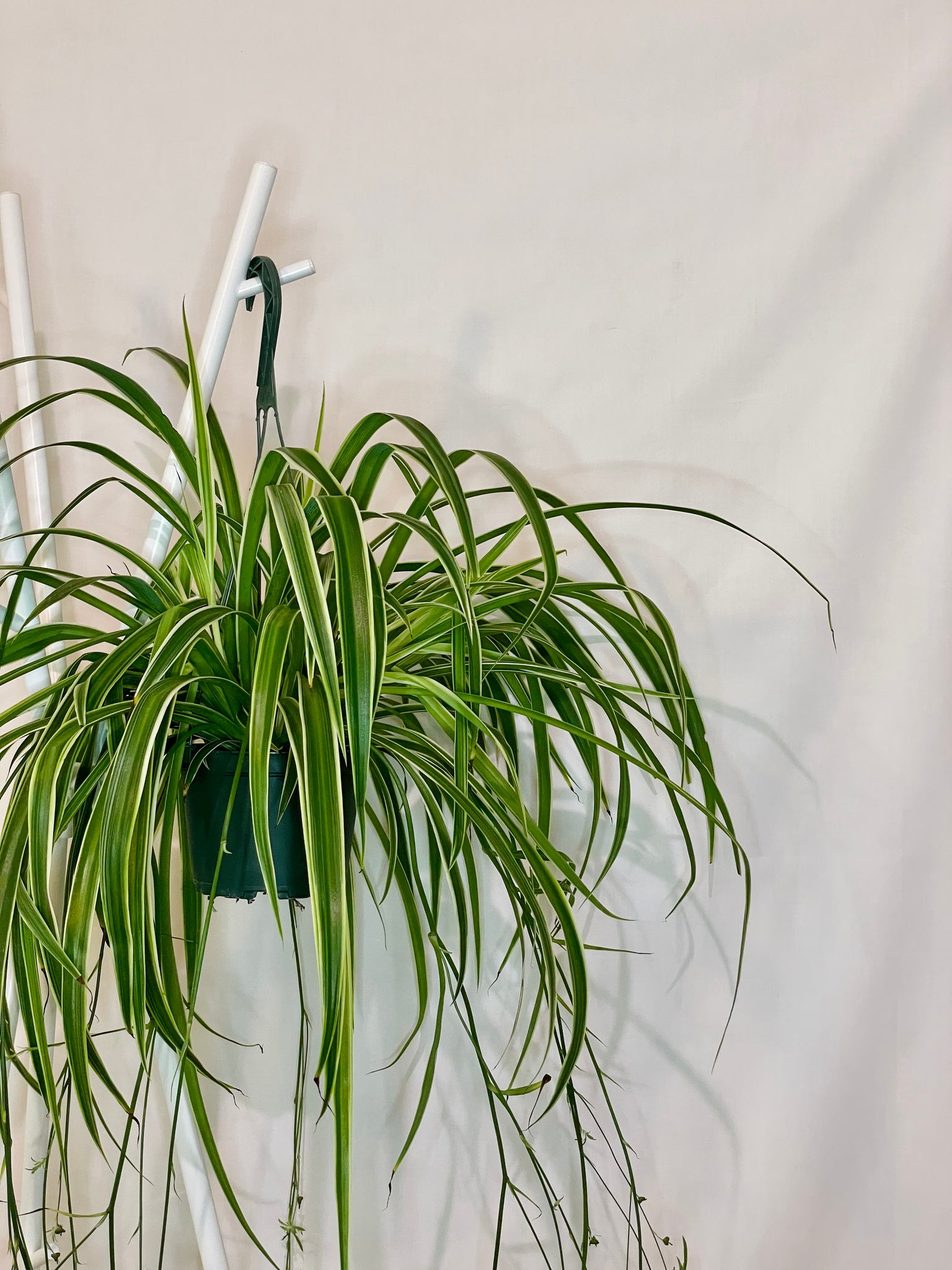 Spider Plant Chlorophytum comosum - Gabriella Plants