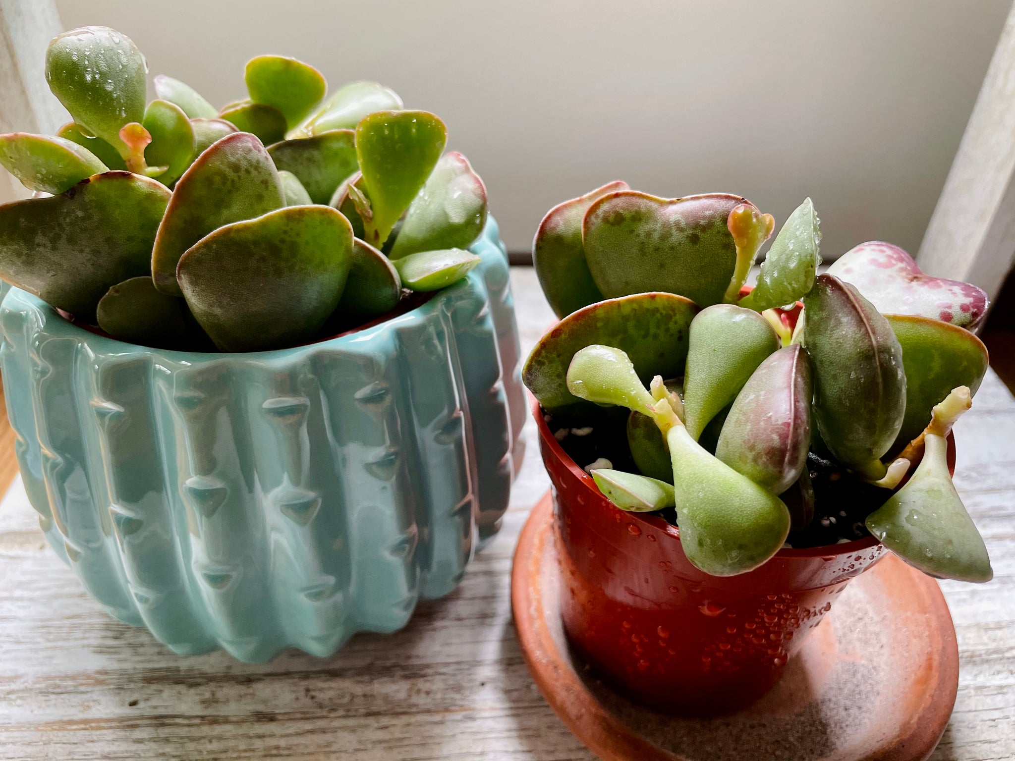 Calico Hearts (Adromischus Maculatus) – Happy Sunrize