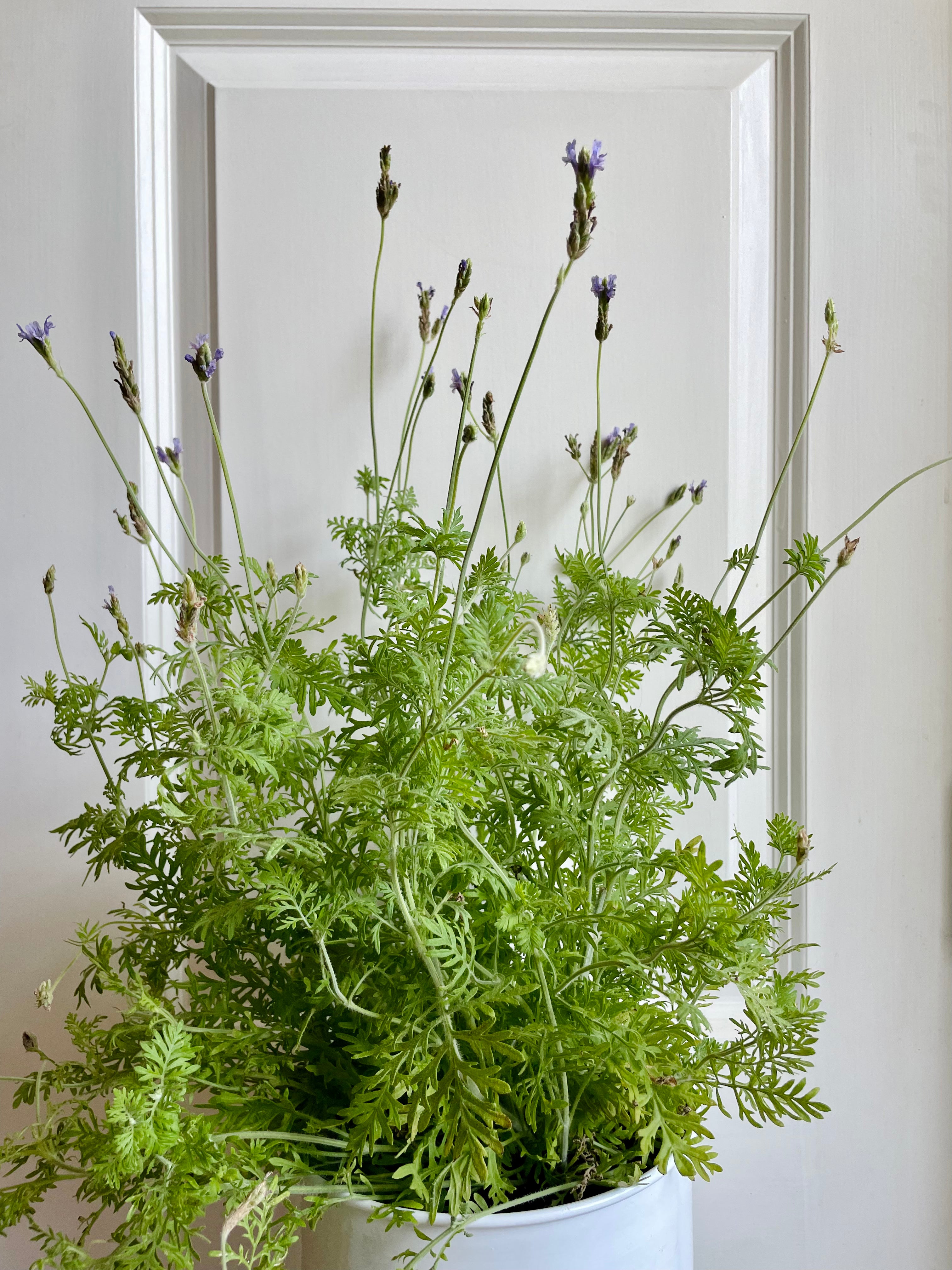 Lavender varieties – Happy Sunrize