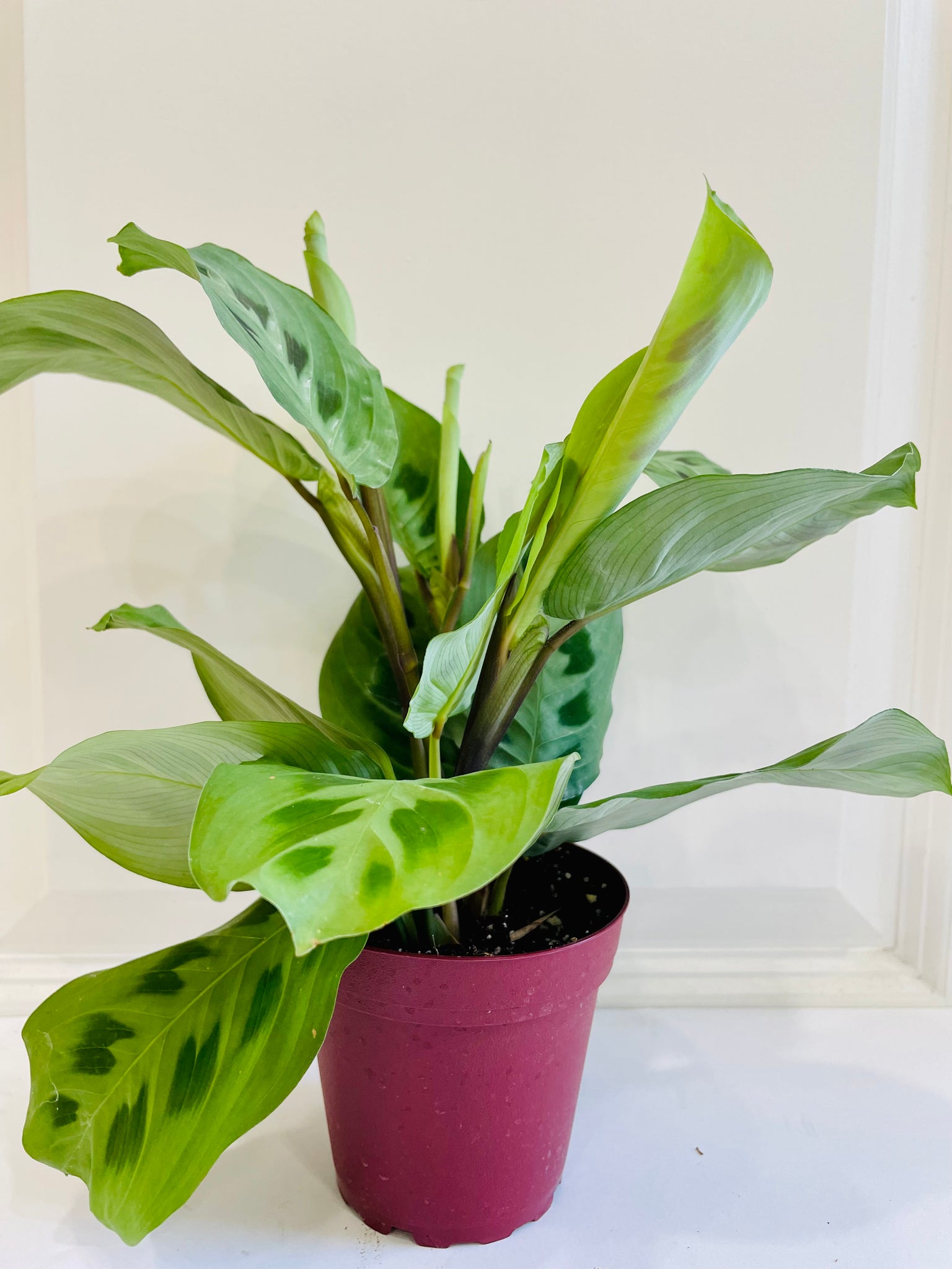 rabbit tracks prayer plant Rabbit Track Prayer Plant (Maranta Leuconeura Kerchoviana) – Happy Sunrize