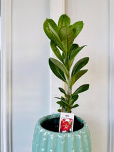 Load image into Gallery viewer, Desert rose (Adenium Obesum)
