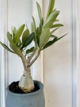 Load image into Gallery viewer, Desert rose (Adenium Obesum)
