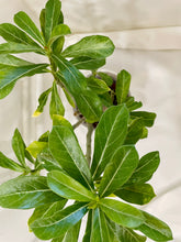 Load image into Gallery viewer, Desert rose (Adenium Obesum)
