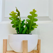 Load image into Gallery viewer, Ric Rac Cactus (Epiphyllum anguliger)

