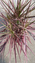 Load image into Gallery viewer, Dragon Tree (Dracena marginata bicolor)
