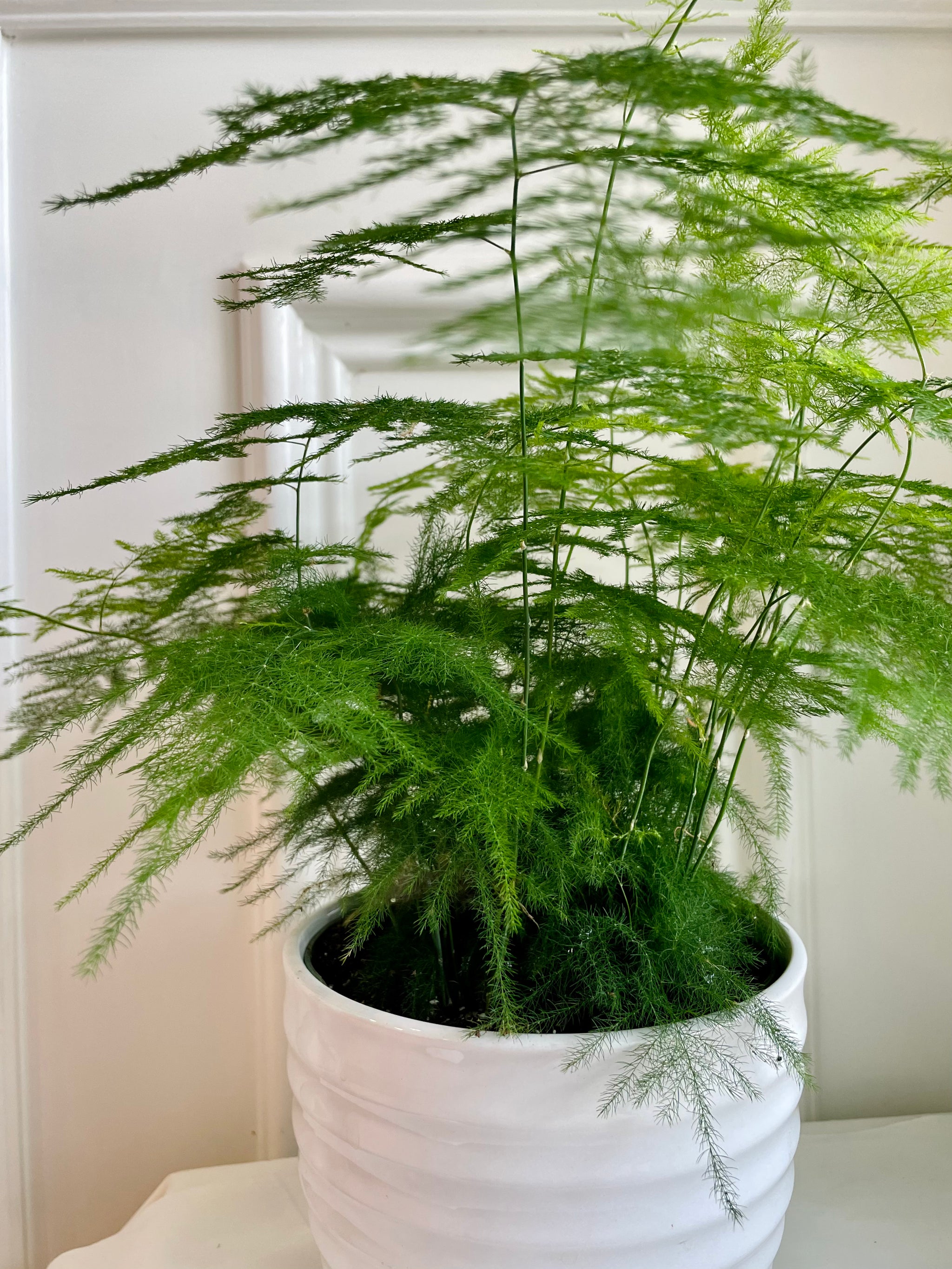 Asparagus setaceus - Lace Fern in trouble😓 : r/plantclinic
