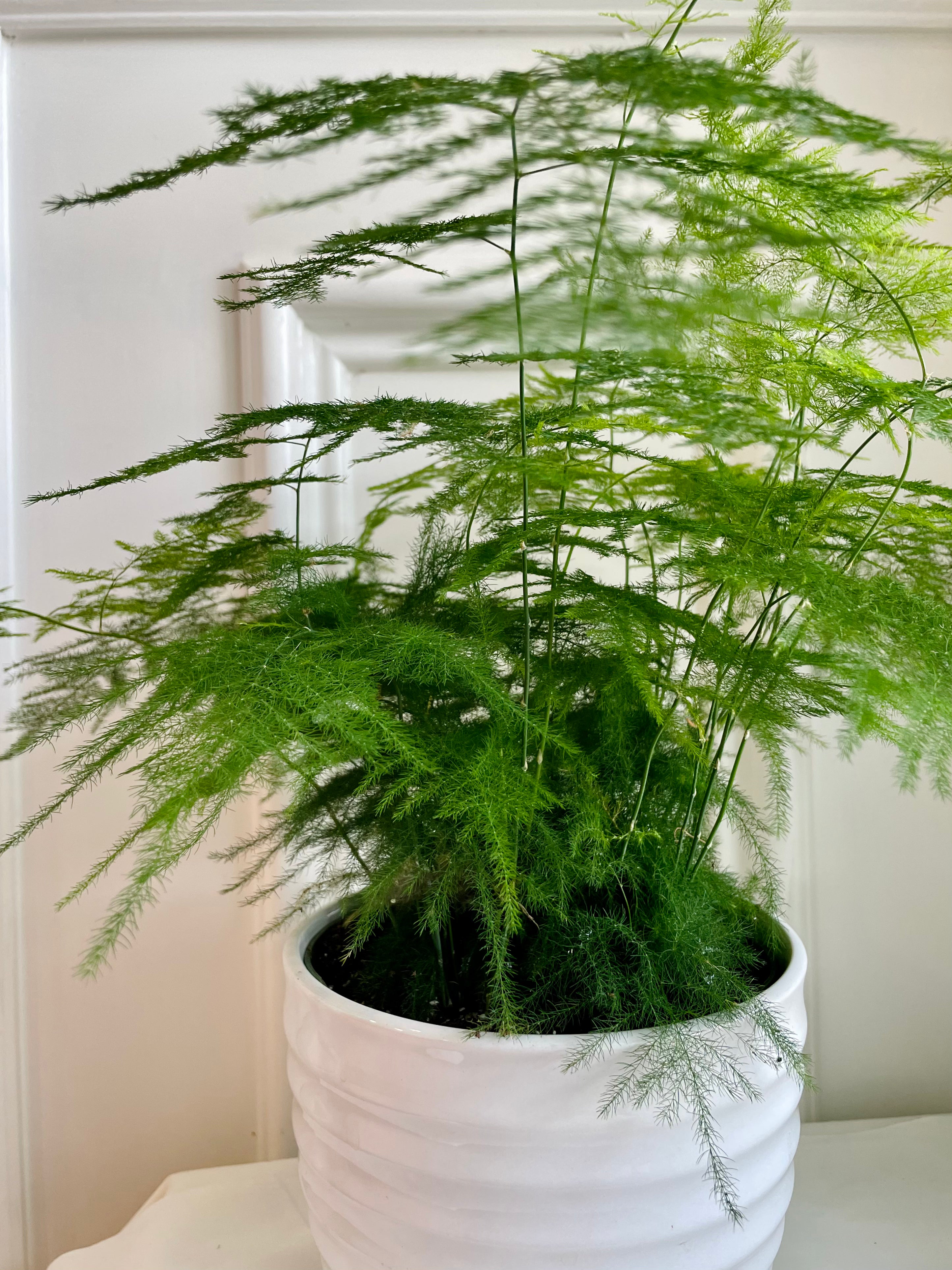 Asparagus fern rooted cutting | 12cm Ø | Asparagus Setaceus
