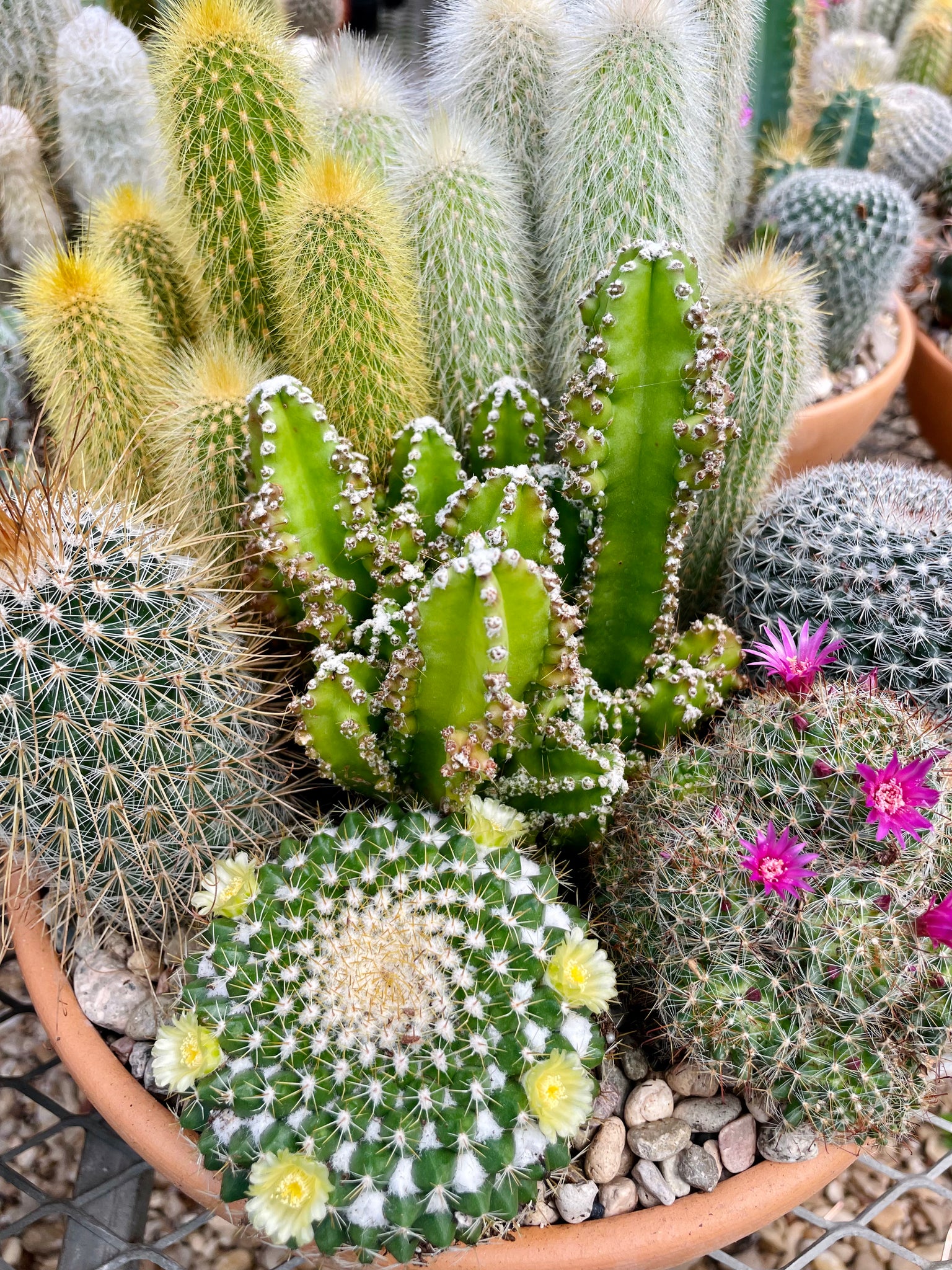 types of potted cactus plants Potted cactus – Happy Sunrize