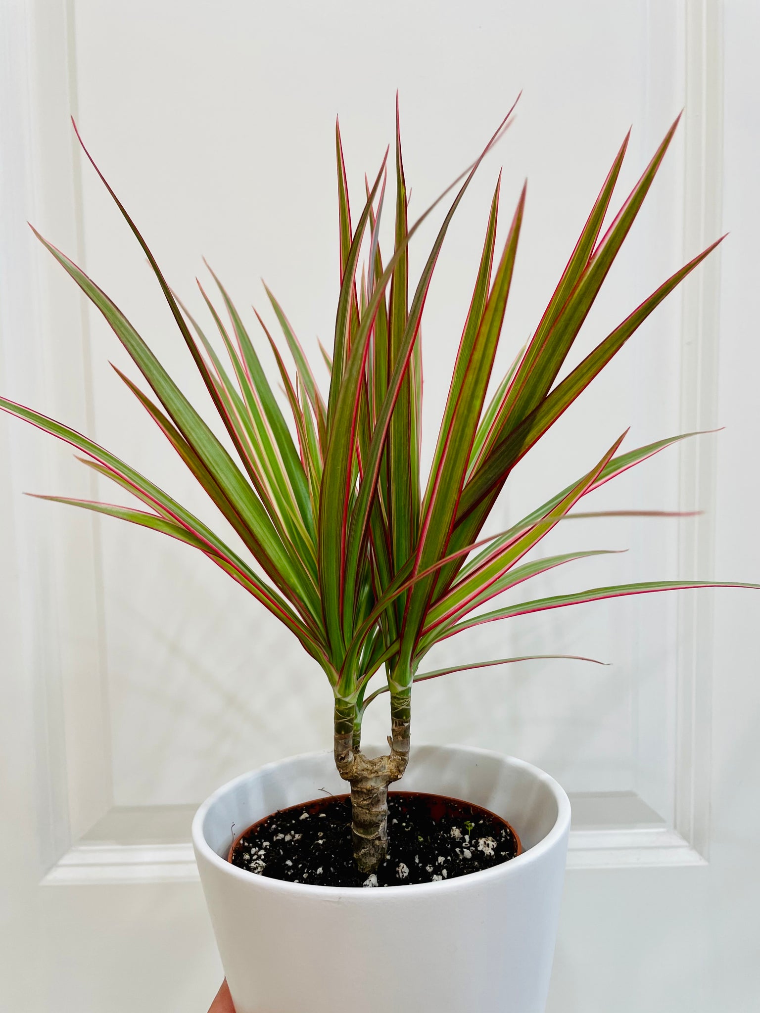 dracaena bicolor Dragon Tree (Dracena marginata bicolor) – Happy Sunrize