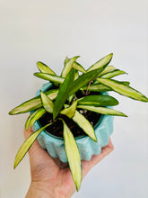 Load image into Gallery viewer, Hoya Wayetii Variegata
