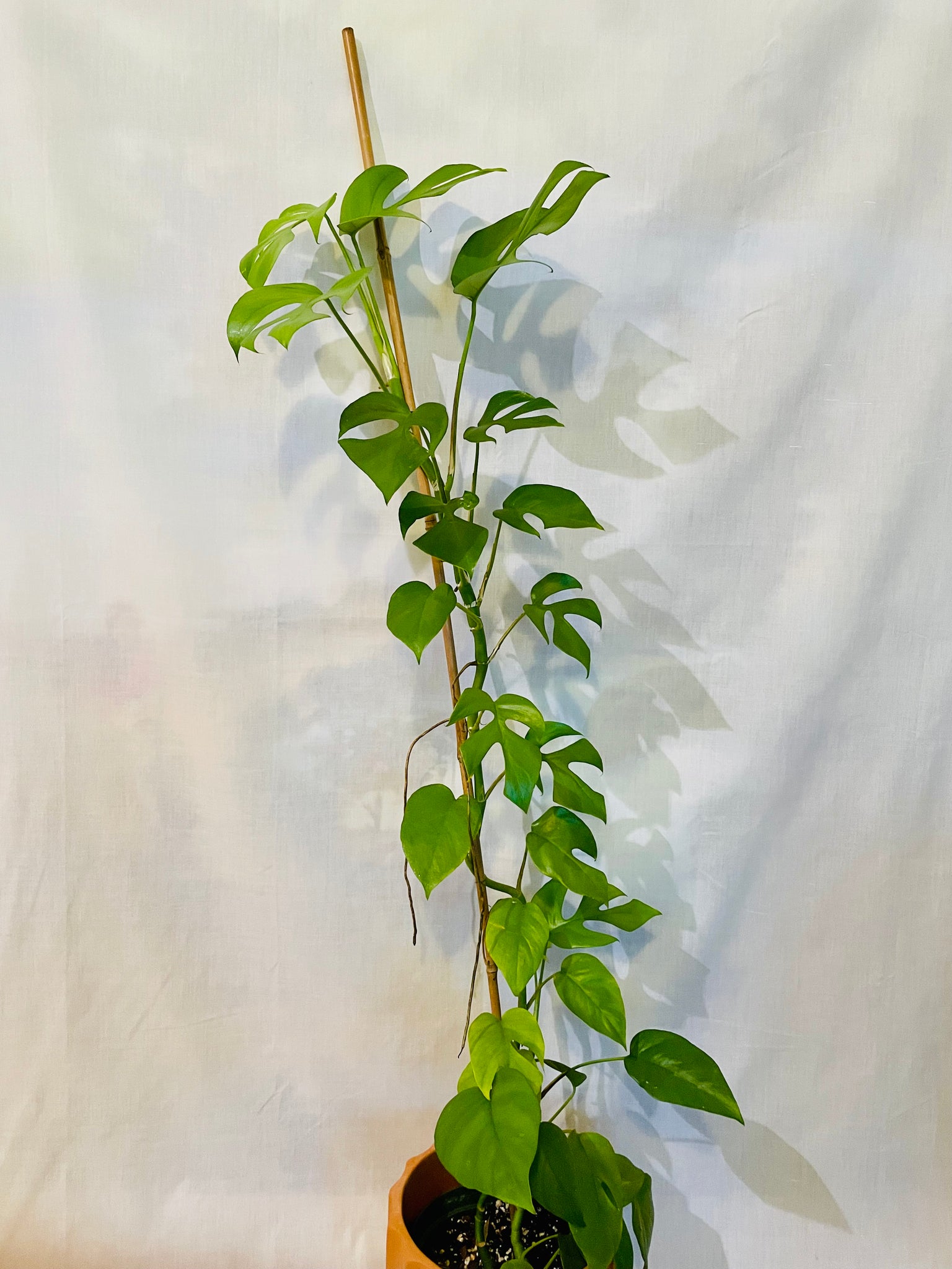 monstera ginny Monstera Ginny (Rhaphidophora Tetrasperma) – Happy Sunrize