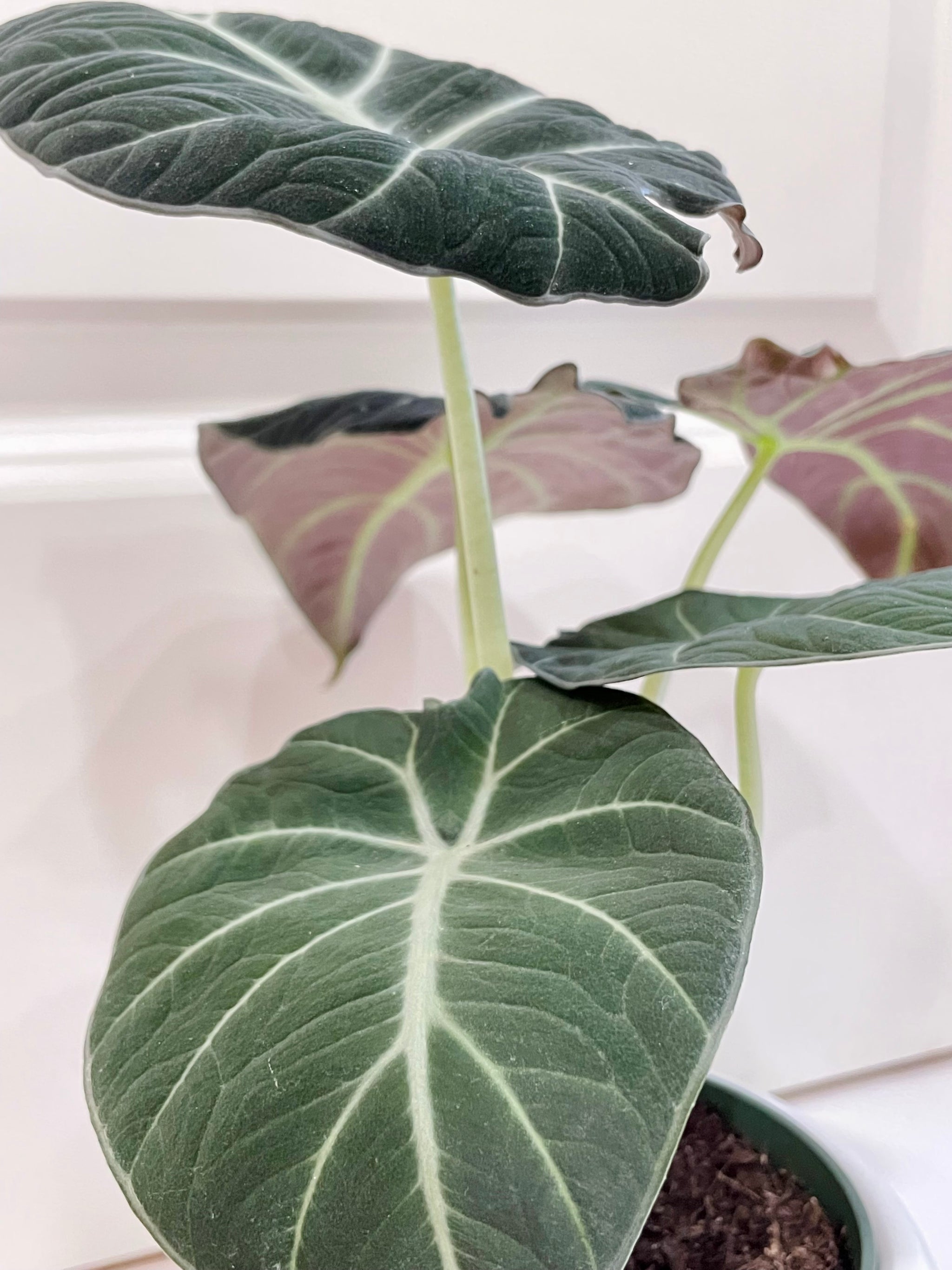velvet elephant ear plant Black velvet Elephant Ears (Alocasia Reginula 'Black Velvet') – Happy  Sunrize