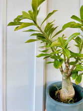 Load image into Gallery viewer, Desert rose (Adenium Obesum)
