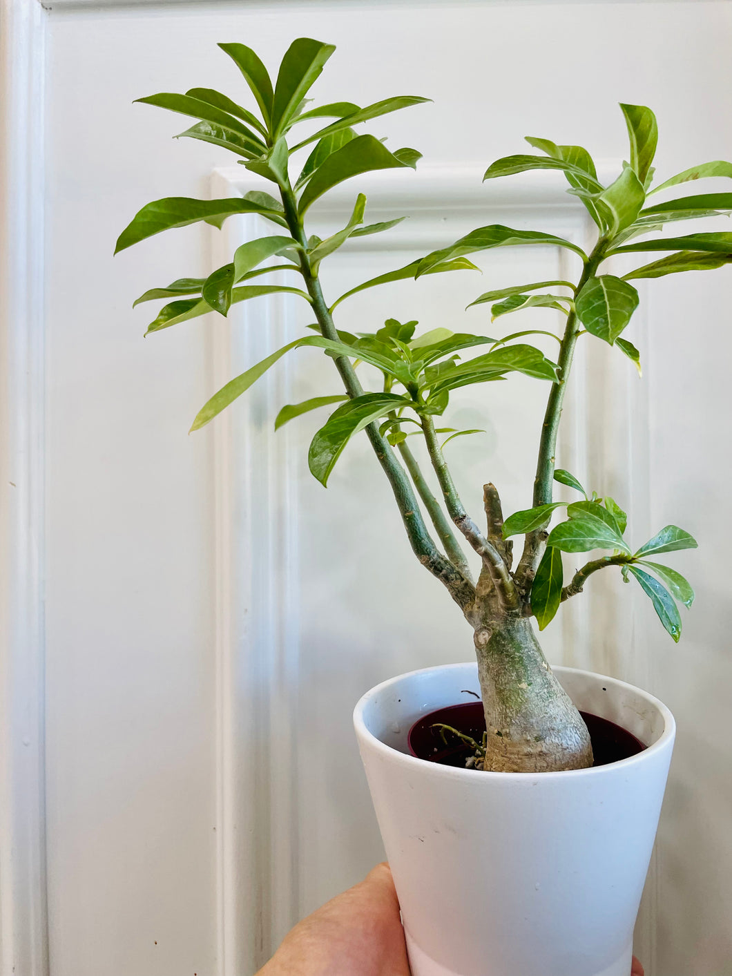 Desert rose (Adenium Obesum)