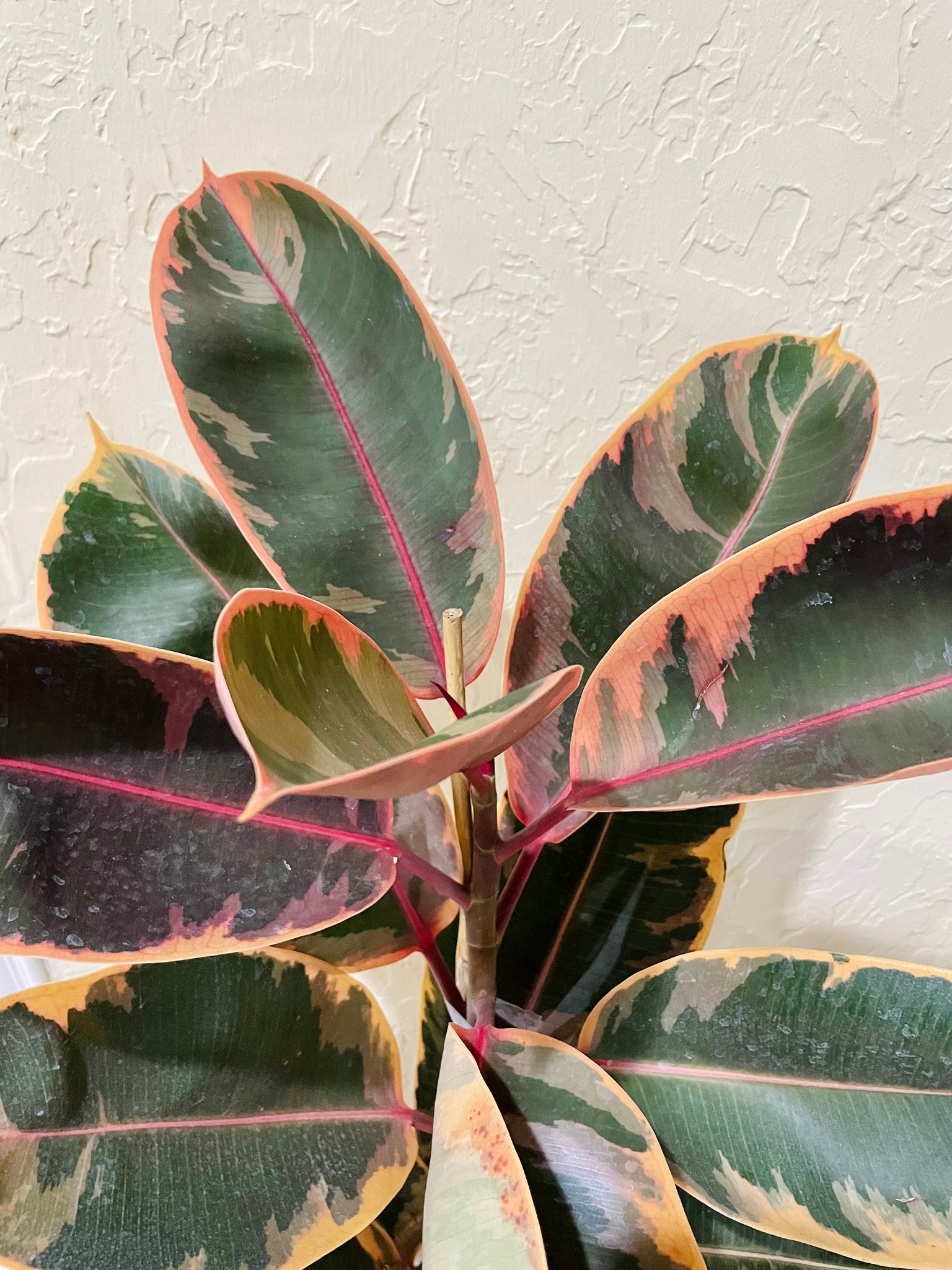 ruby red rubber tree Ficus Elastica Red Ruby – Happy Sunrize
