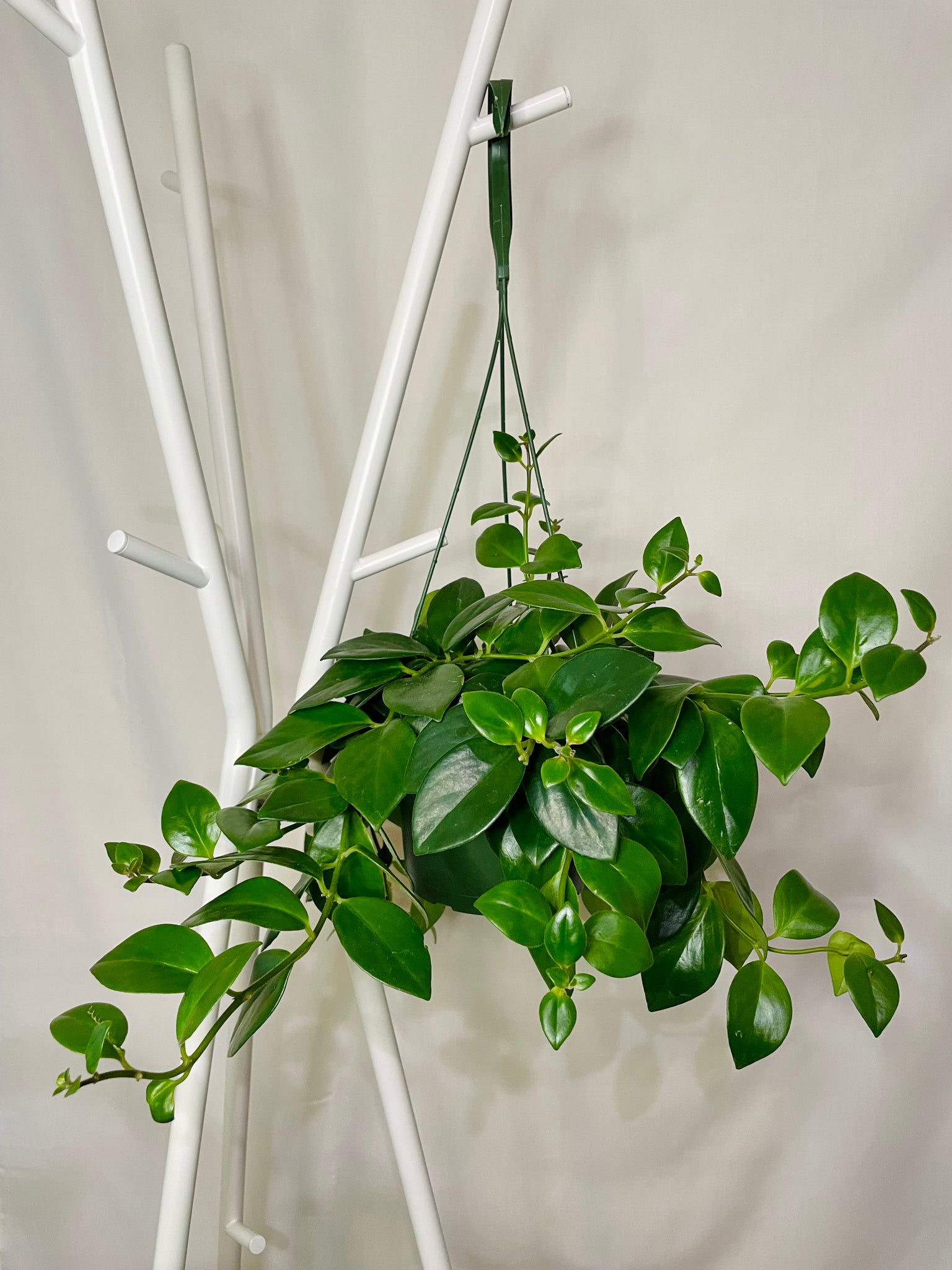 lipstick plant indoor care Mona Lisa's Lipstick Plant (Aeschynanthus Lobbianus) – Happy Sunrize