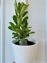 Load image into Gallery viewer, Desert rose (Adenium Obesum)
