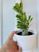 Load image into Gallery viewer, Desert rose (Adenium Obesum)
