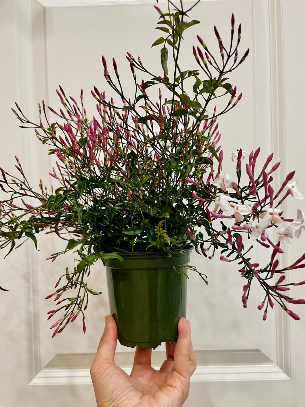 Pink jasmine (Jasminum polyanthum)