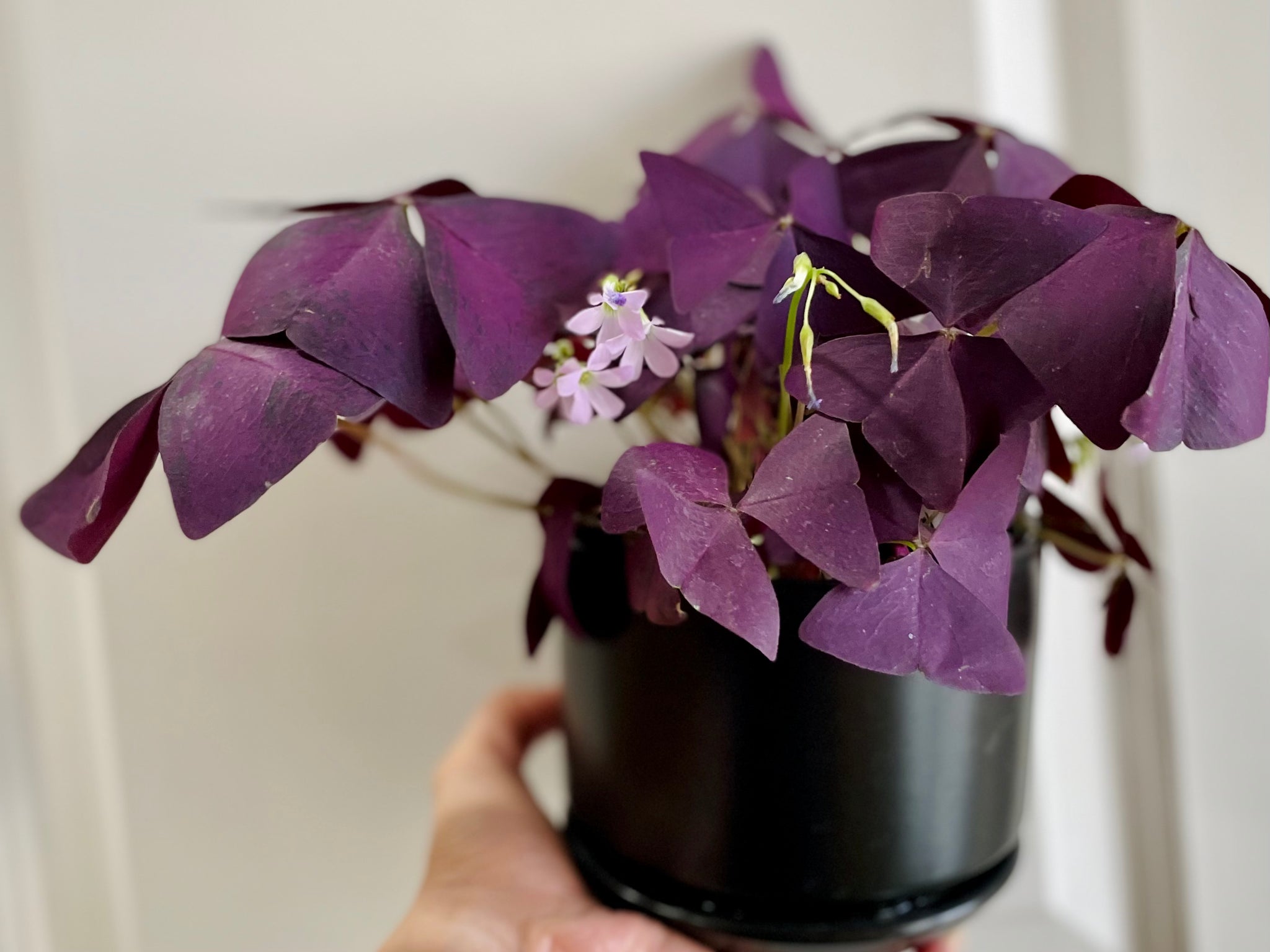 Purple Shamrock (Oxalis Triangularis) – Happy Sunrize