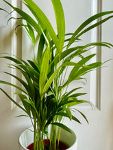 Load image into Gallery viewer, Areca Palm (Chrysalidocarpus lutescens)
