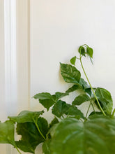 Load image into Gallery viewer, Ginseng China Doll (Radermachera sinica)

