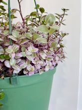 Load image into Gallery viewer, Tradescantia Pink Panther (Callisia C. Repens)
