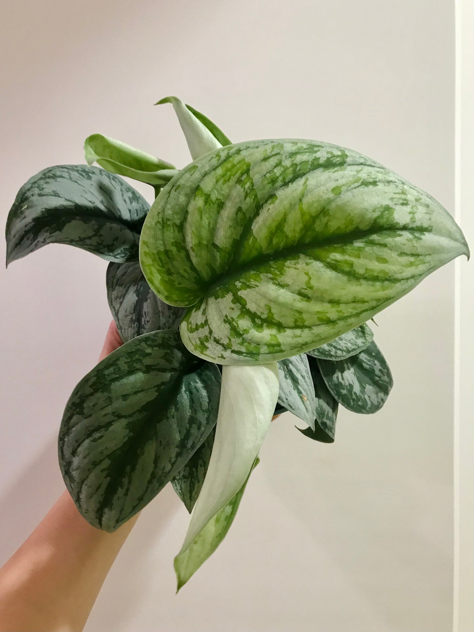 exotica pothos plants Satin Pothos (Scindapsus Pictus Exotica) – Happy Sunrize