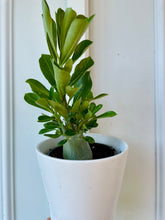 Load image into Gallery viewer, Desert rose (Adenium Obesum)
