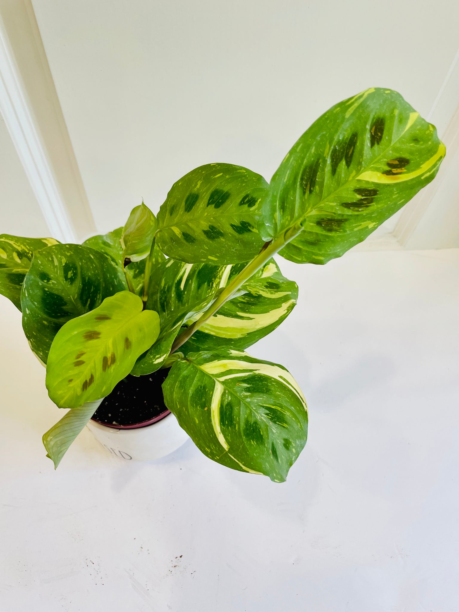 rabbit tracks prayer plant Rabbit Track Prayer Plant (Maranta Leuconeura Kerchoviana) – Happy Sunrize