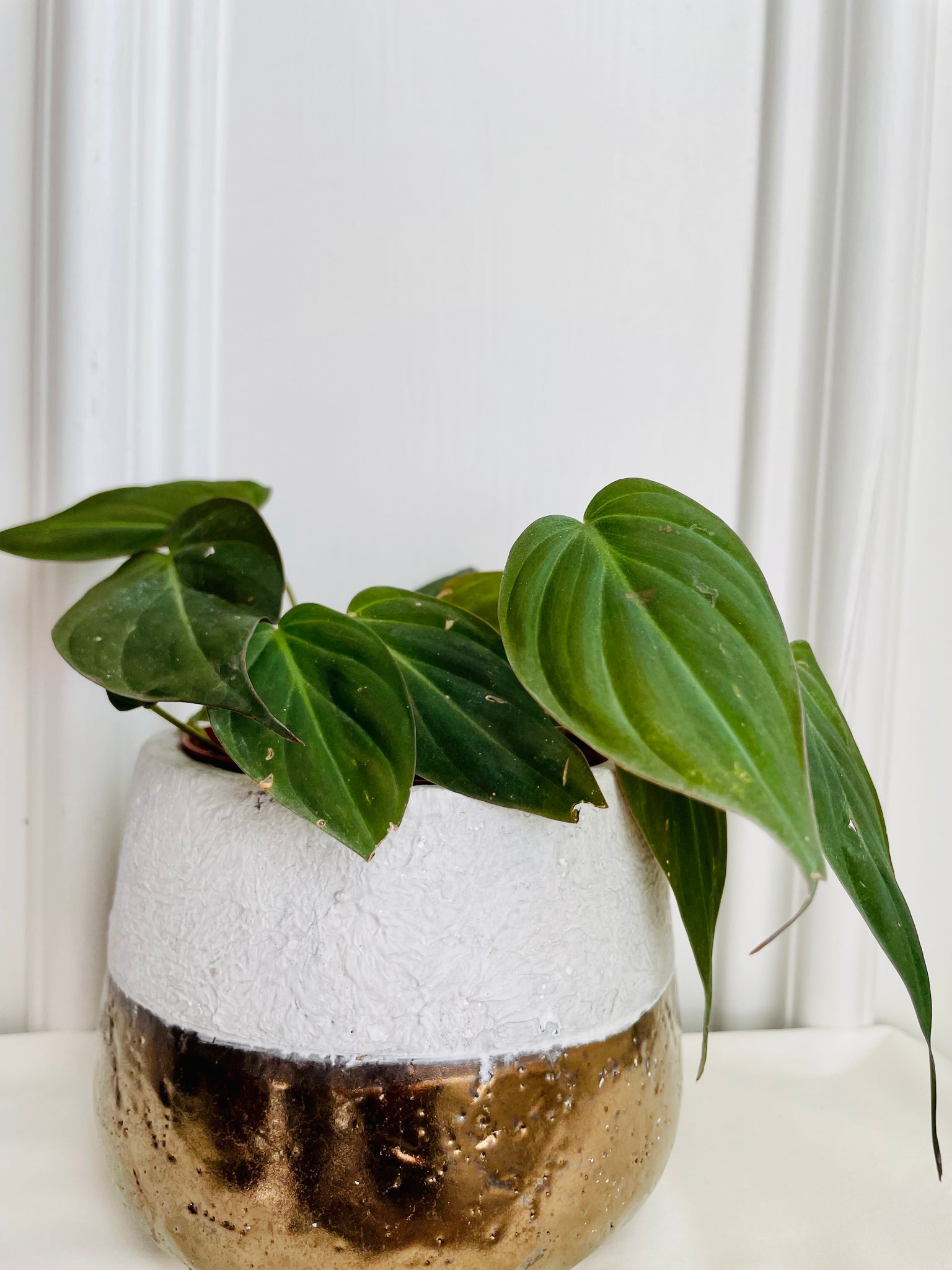 philodendron micans pet safe Velvet Heartleaf Philodendron (Philodendron Micans ) – Happy Sunrize