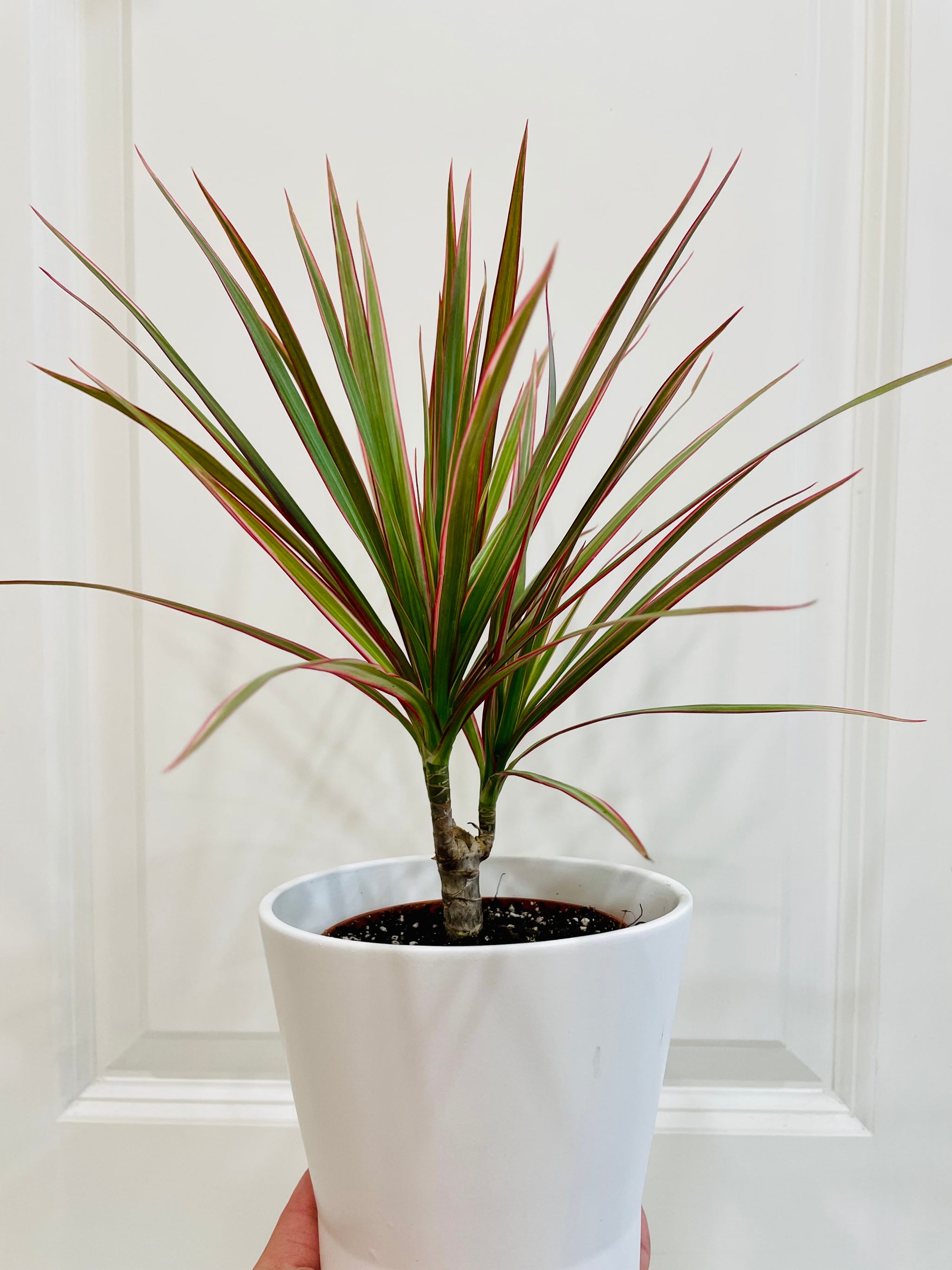 dracena co lubi Dragon Tree (Dracena marginata bicolor) – Happy Sunrize