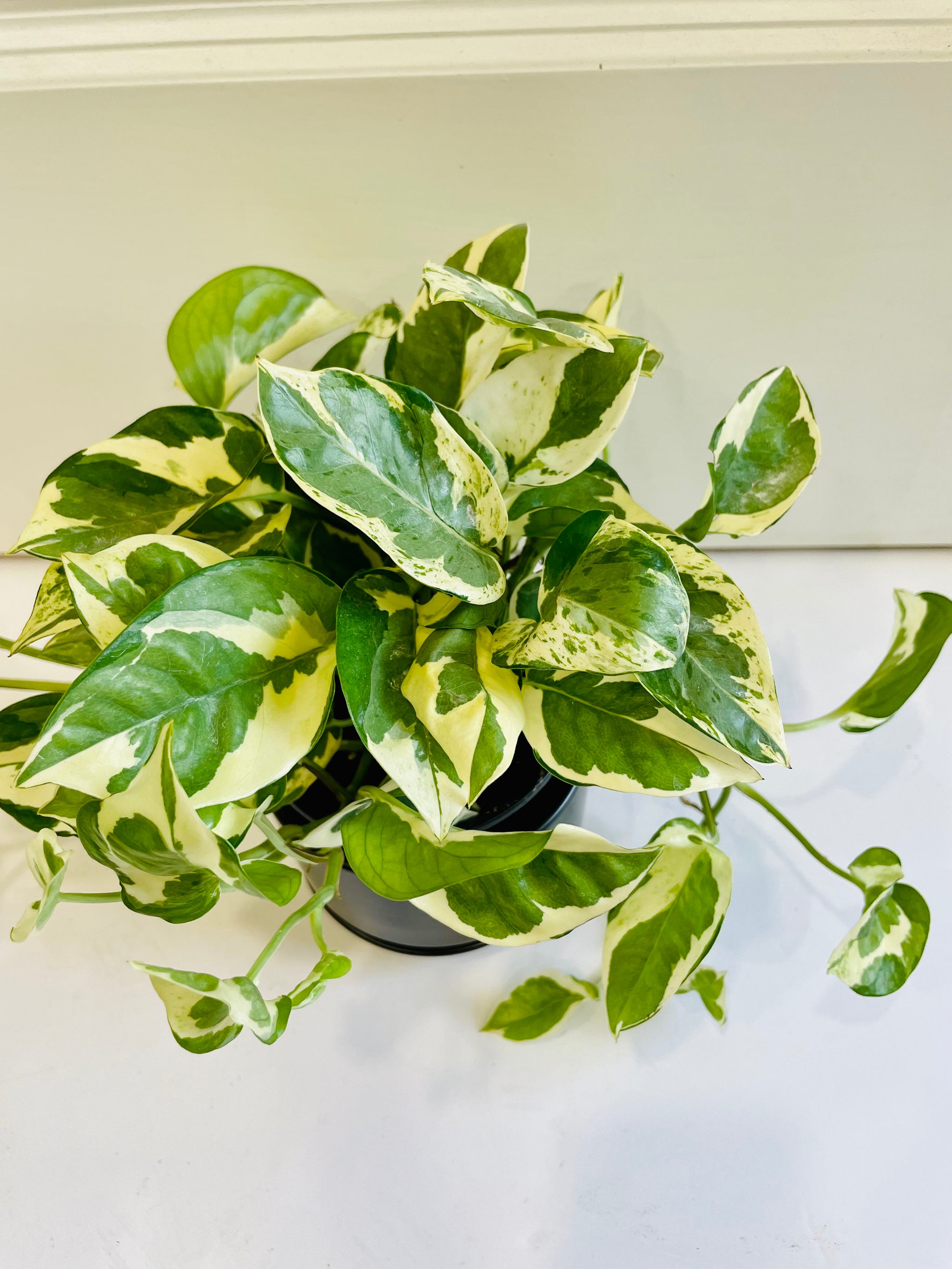 epipremnum pothos n'joy N'Joy Pothos (Epipremnum Aureum N'Joy) – Happy Sunrize