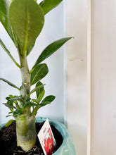 Load image into Gallery viewer, Desert rose (Adenium Obesum)
