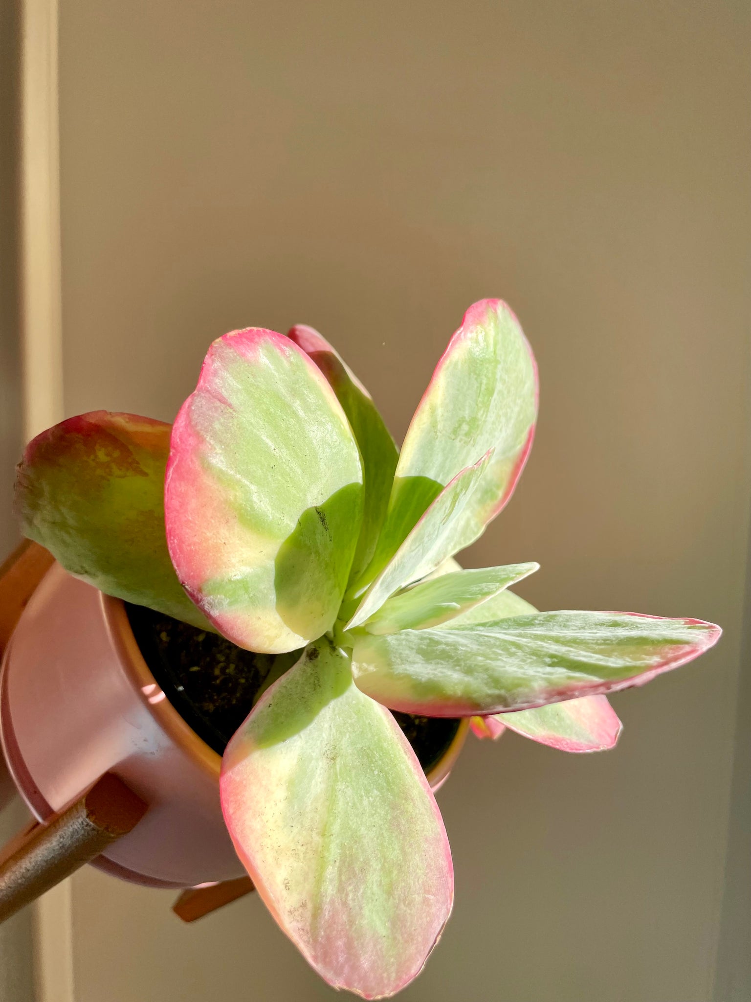 kalanchoe thyrsiflora succulent Paddle Plant (Kalanchoe Thyrsiflora) – Happy Sunrize