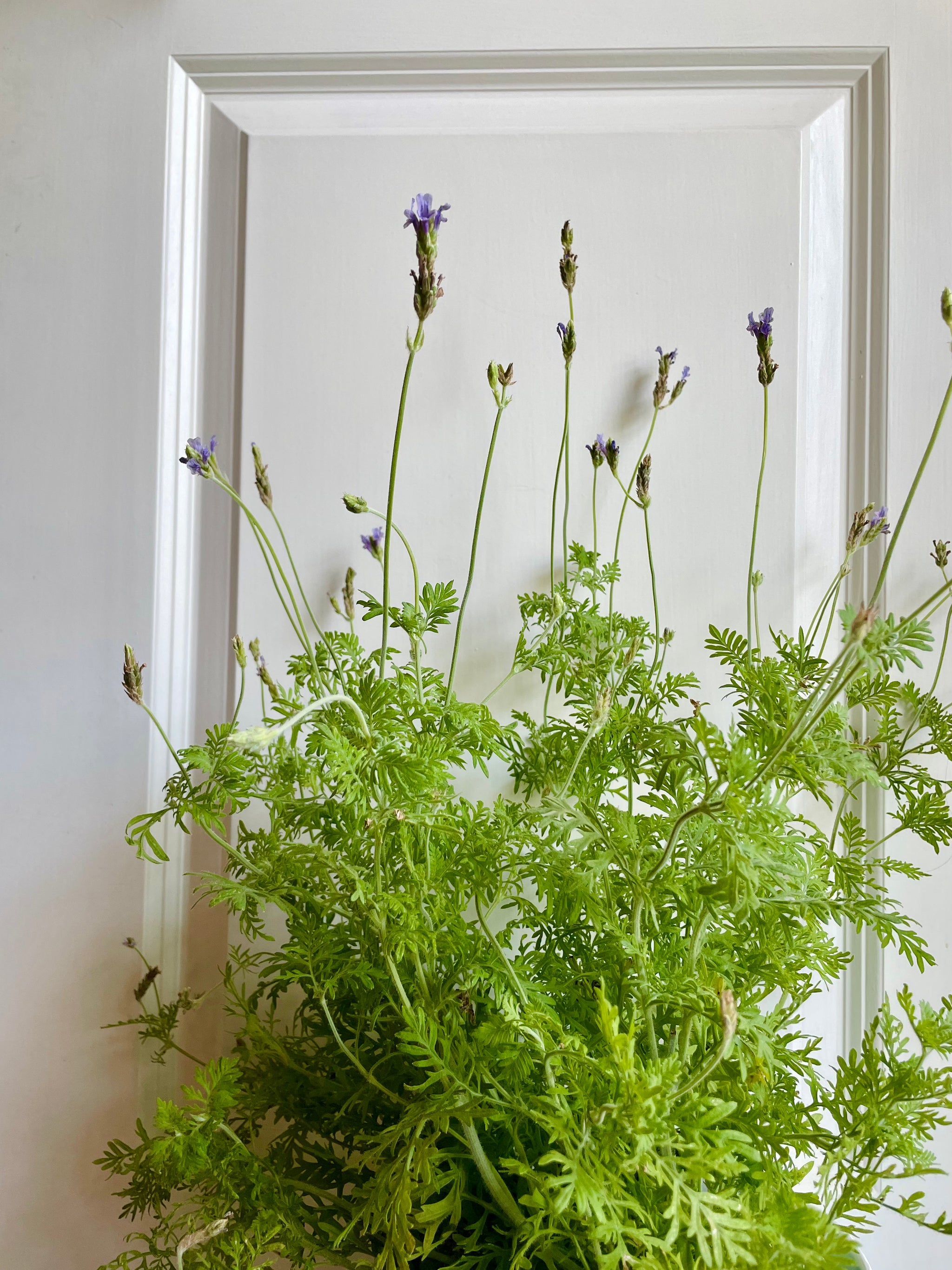 Lavender varieties – Happy Sunrize