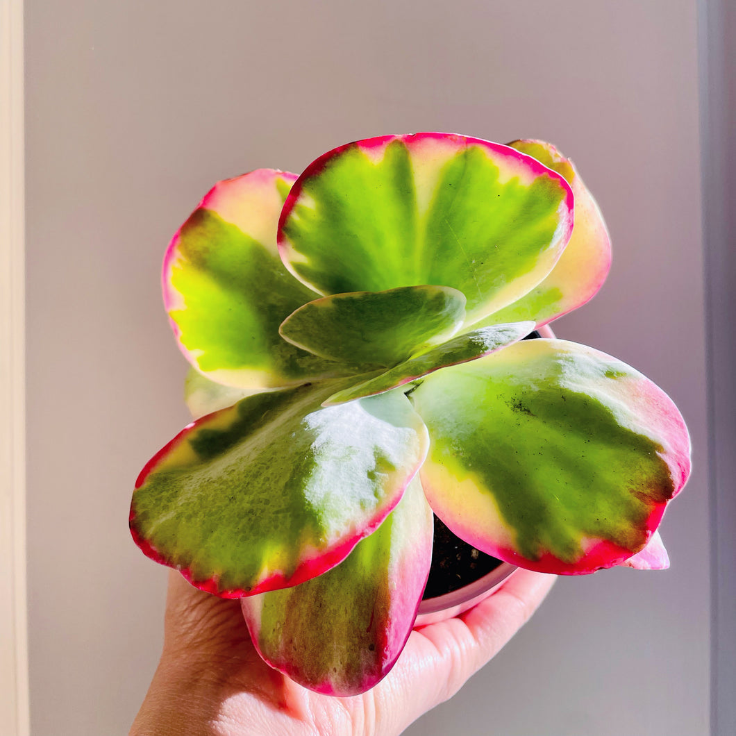 Paddle Plant (Kalanchoe Thyrsiflora)