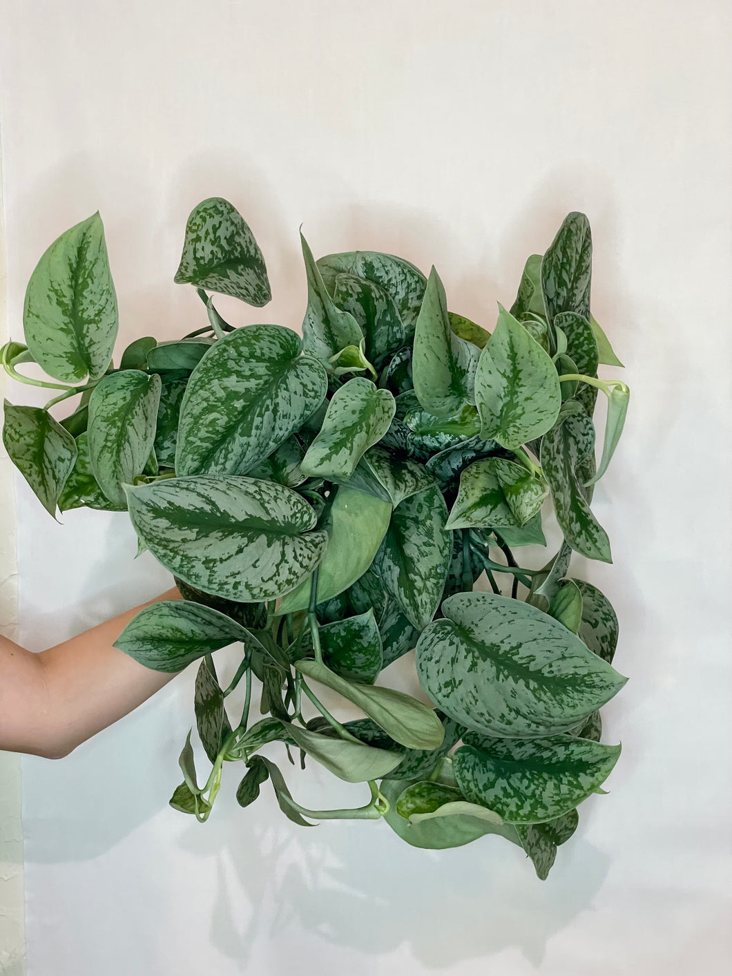 Satin Pothos (Scindapsus Pictus Exotica)