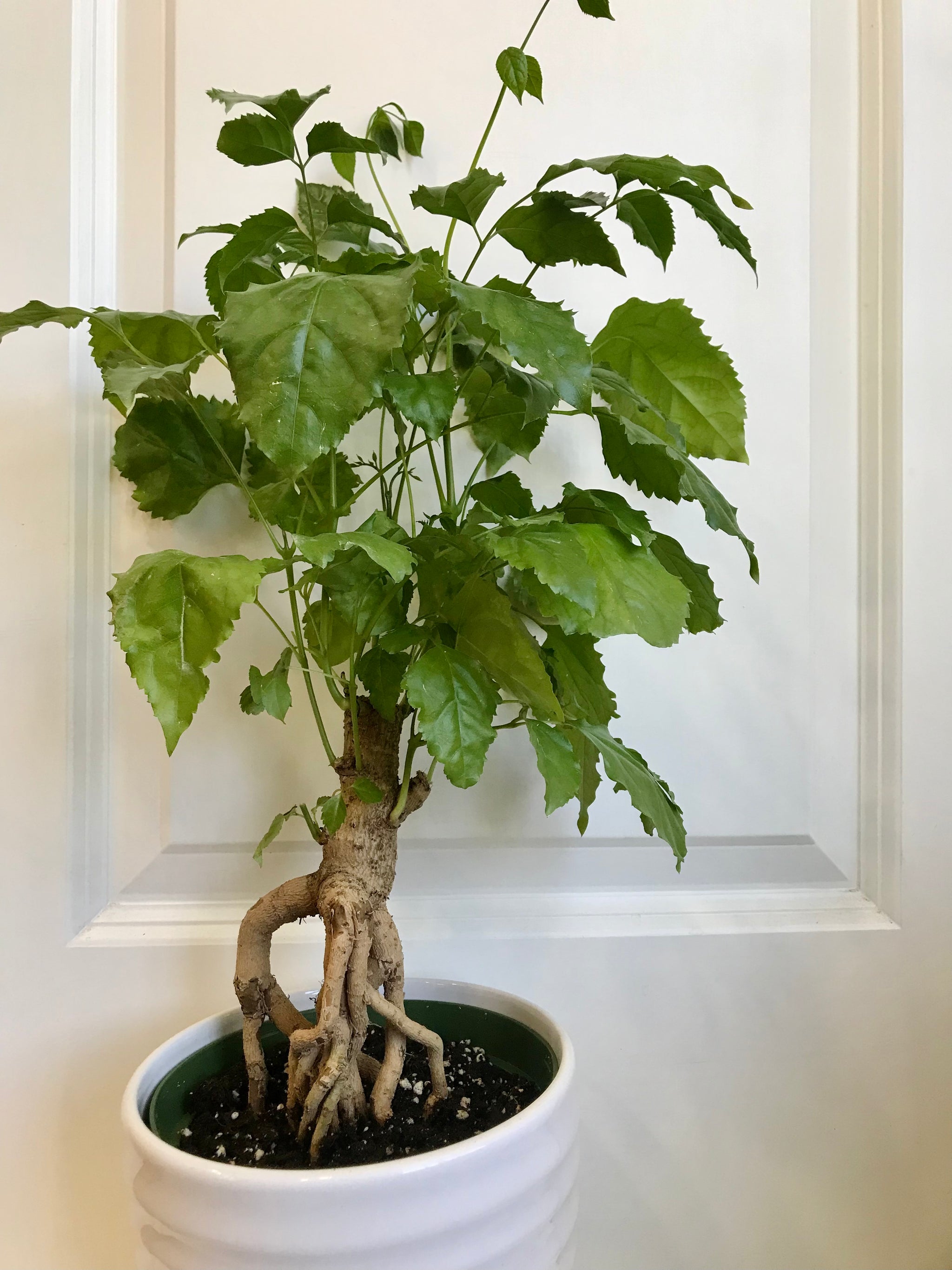 radermachera bonsai care Ginseng China Doll (Radermachera sinica) – Happy Sunrize