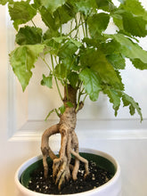 Load image into Gallery viewer, Ginseng China Doll (Radermachera sinica)
