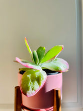 Load image into Gallery viewer, Paddle Plant (Kalanchoe Thyrsiflora)
