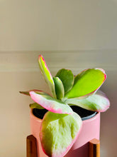 Load image into Gallery viewer, Paddle Plant (Kalanchoe Thyrsiflora)
