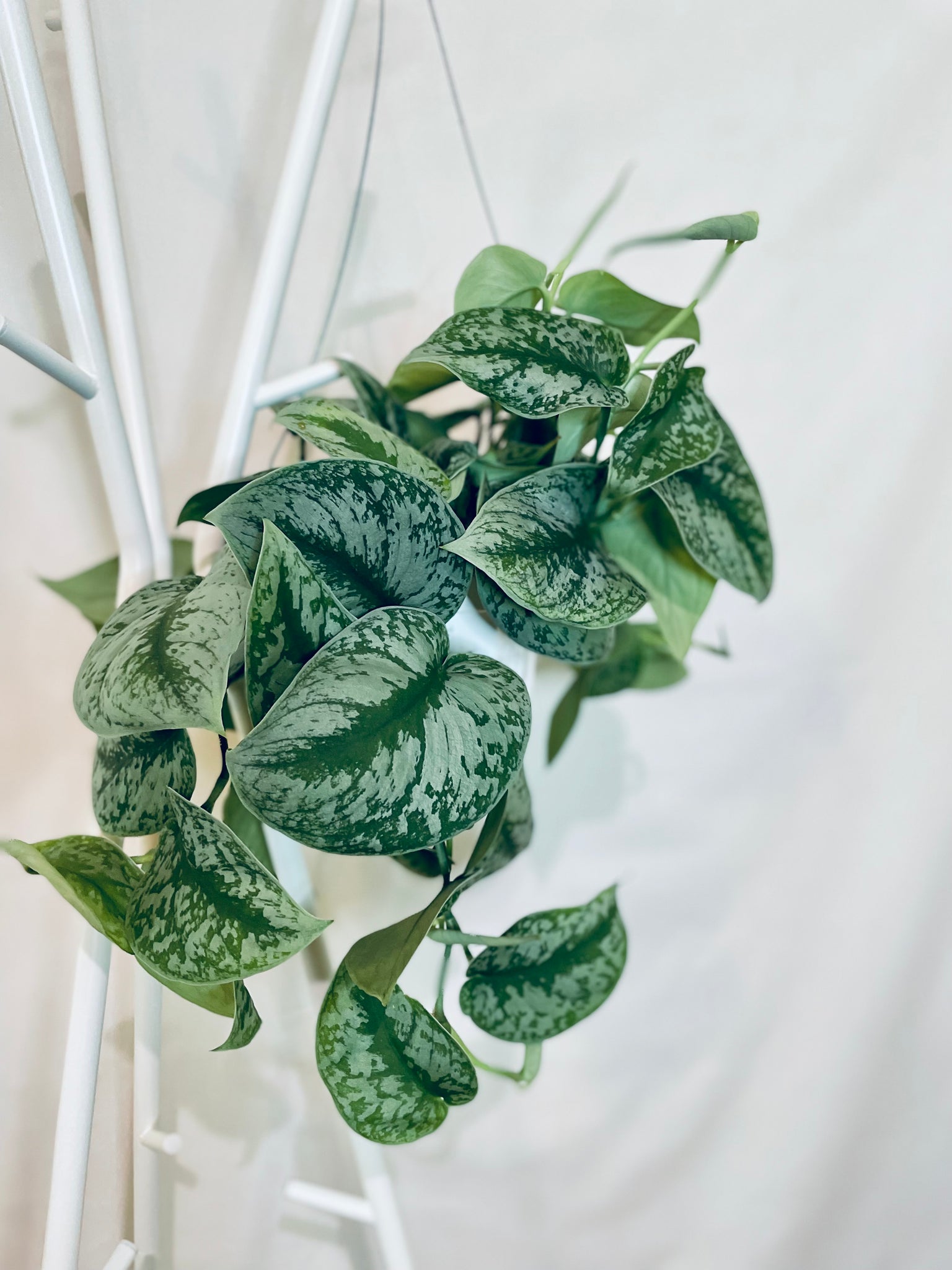 satin pothos exotica Satin Pothos (Scindapsus Pictus Exotica) – Happy Sunrize