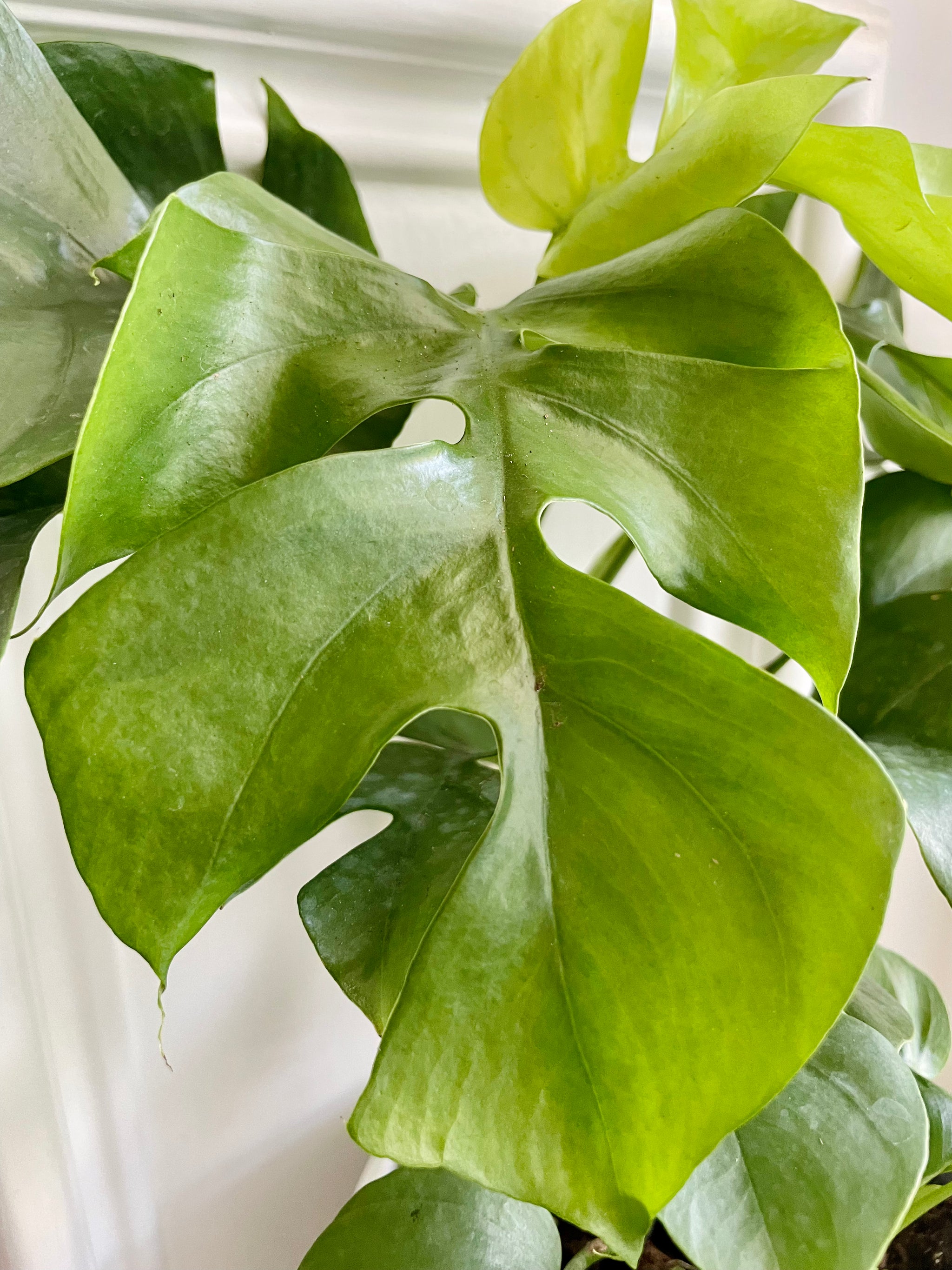 Monstera Ginny (Rhaphidophora Tetrasperma) – Happy Sunrize