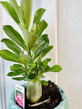 Load image into Gallery viewer, Desert rose (Adenium Obesum)
