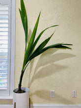 Load image into Gallery viewer, Coconut palm tree (Cocos nucifera)
